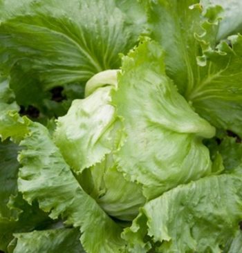 Minneapolis, Minnesota Zone 4b/5a | Determining Your Gardening Zone | Homesteading Guide