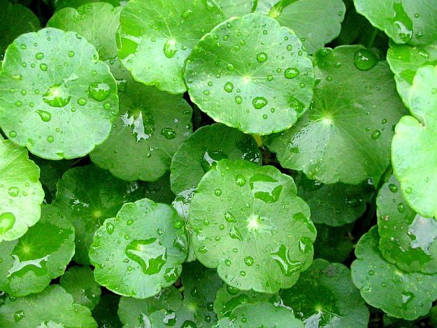 Gotu Kola | Mother Nature’s Best Home Remedies