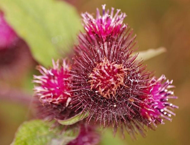 Great Burdock | Mother Nature’s Best Home Remedies