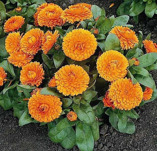 Pot Marigold | Mother Nature’s Best Home Remedies