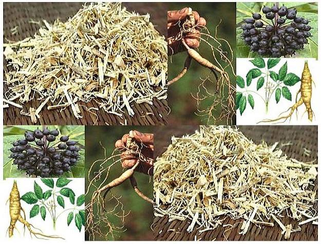 Siberian Ginseng | Mother Nature’s Best Home Remedies