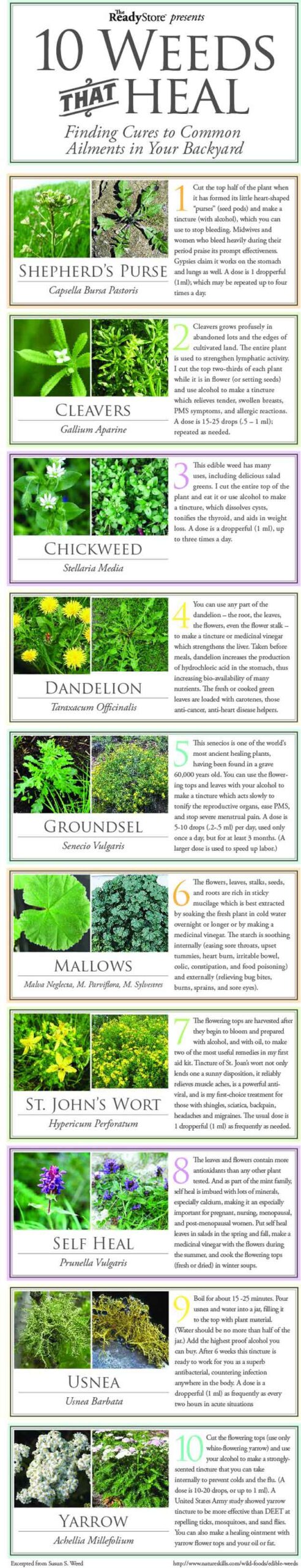 Weeds That Heal | Mother Nature’s Best Home Remedies