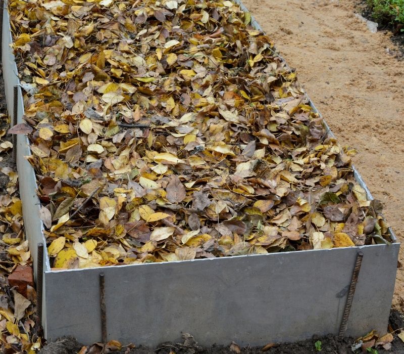 Mulch leaves in the autumn garden | fall