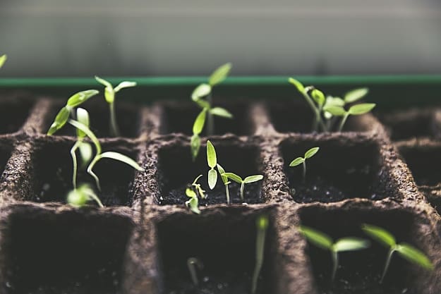 Start Seeds Indoors | Things You Should Be Doing This Fall And Winter Garden Season Start Seeds Indoors | Things You Should Be Doing This Fall And Winter Garden Season