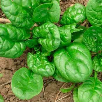 Nashville, Tennessee Zone 7a | Determining Your Gardening Zone | Homesteading Guide