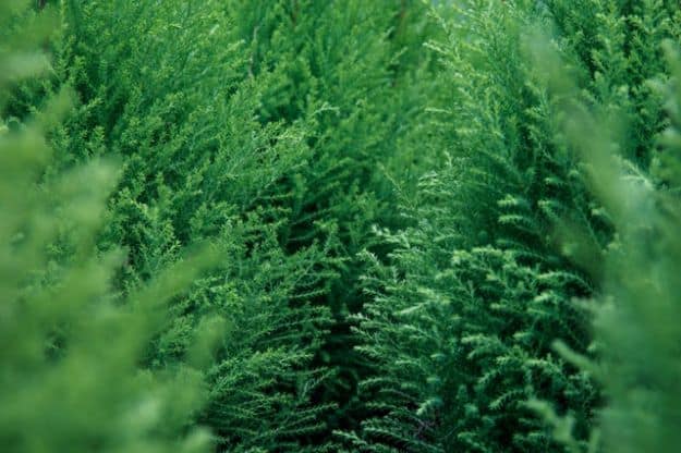 Evergreens | How To Use Native Plants For Christmas Decorations