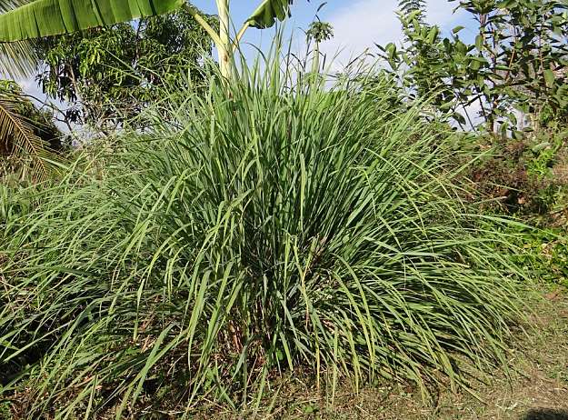 Citronella Or Lemongrass Citronella Or Lemongrass