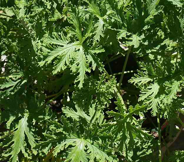 Citronella Geranium Citronella Geranium