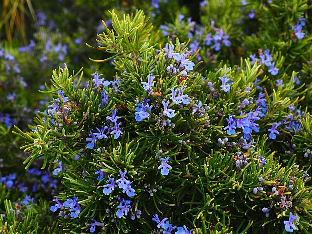 Rosemary | How To Blend Edible Landscaping With Ornamentals [Infographic]