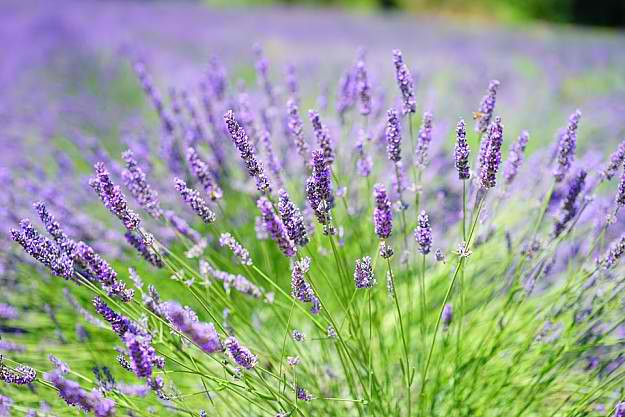 Lavender Lavender