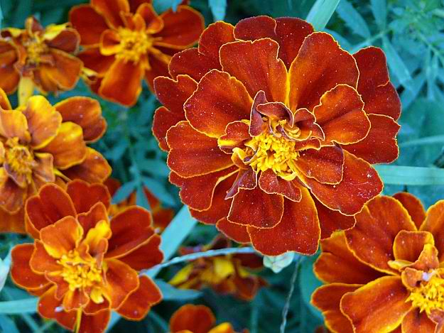 Marigold Marigold