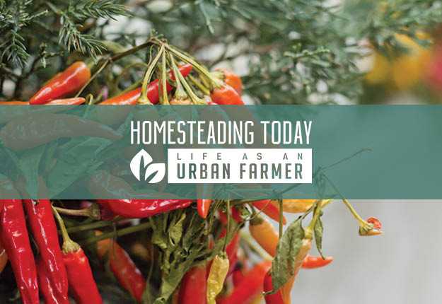 Learn about natural pest control.