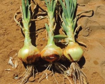 Norfolk, Virginia Zone 8a | Determining Your Gardening Zone | Homesteading Guide