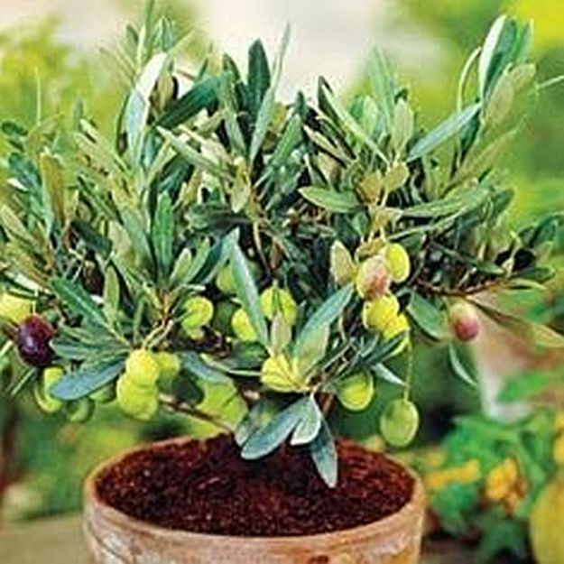 Olives | Dry Farming on Your Homestead | Types of Farming