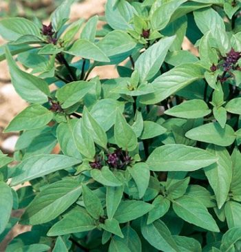 Omaha, Nebraska Zone 5b | Determining Your Gardening Zone | Homesteading Guide