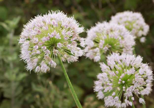 Onion flowers are beautiful, but make sure to harvest them before they bloom.