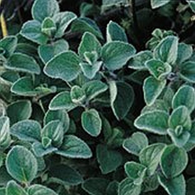 Oregano | Vertical Farming For Compact Spaces | Types of Farming