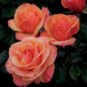 Orlando, Florida Zone 9b | Determining Your Gardening Zone | Homesteading Guide