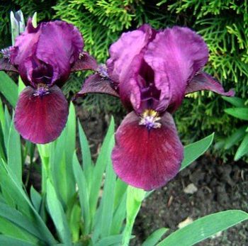 Owensboro, Kentucky Zone 6b | Determining Your Gardening Zone | Homesteading Guide