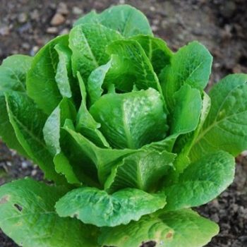 Phoenix, Arizona Zone 9b/10a | Determining Your Gardening Zone | Homesteading Guide