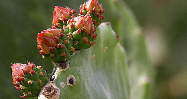 Cactus | Picking Edible & Medicinal Plants – Must Know Rules