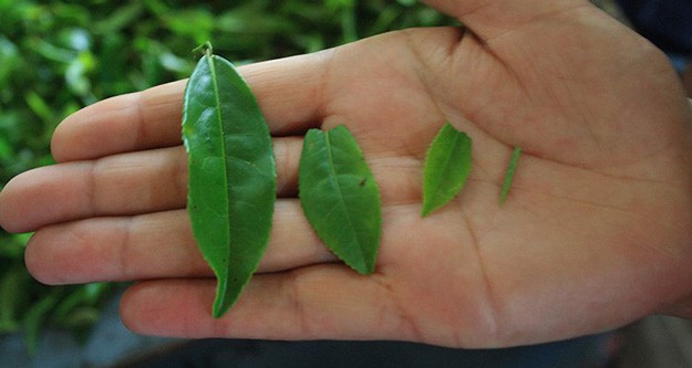 Tea Leaves | Picking Edible & Medicinal Plants – Must Know Rules