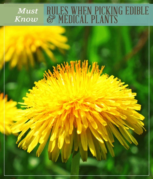 Picking Edible & Medicinal Plants – Must Know Rules