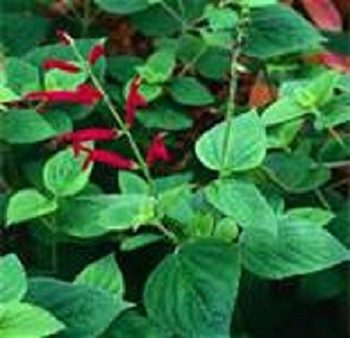 Pineapple Sage | How To Blend Edible Landscaping With Ornamentals [Infographic]