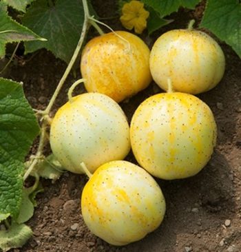 Pittsburgh, Pennsylvania Zone 6b | Determining Your Gardening Zone | Homesteading Guide