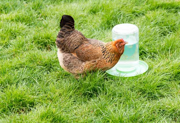 Food & Water | Planning Your Chicken Coop 