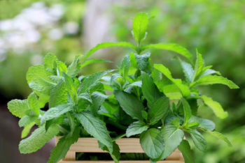 Plant Basil and Other Herbs | 9 Natural Ways to Get Rid of Flies | Home Remedies Plant Basil and Other Herbs | 9 Natural Ways to Get Rid of Flies | Home Remedies