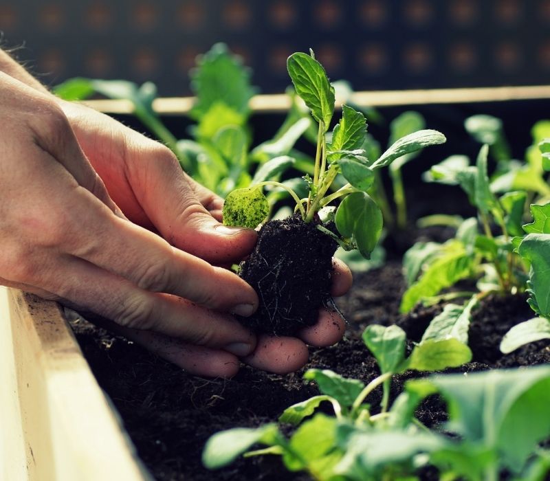 Planting kohlrabi and radishes | best cold frame