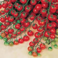 Portland, Maine Zone 5b | Determining Your Gardening Zone | Homesteading Guide