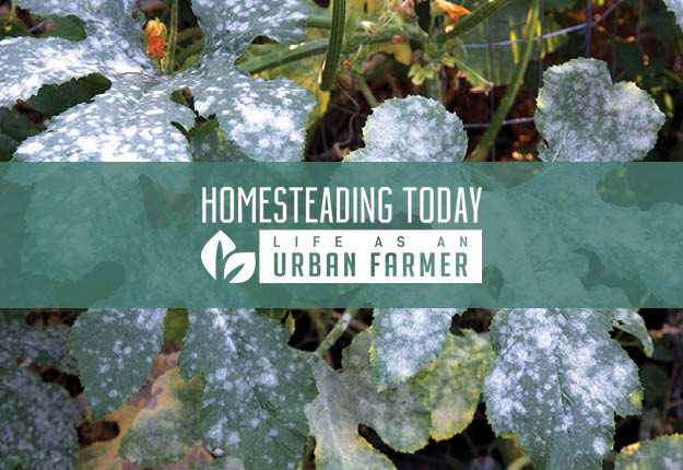Learn how to treat powdery mildew naturally.