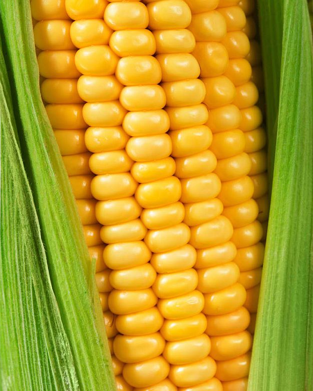 Proper Harvesting | Gardening Tips To Earn Your Most Fruitful Yield Yet 