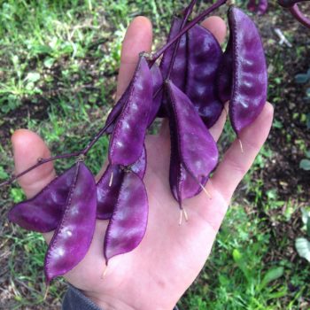 Quad Cities, Iowa/Illinois Zone 5b | Determining Your Gardening Zone | Homesteading Guide