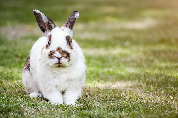 rabbit Homemade Farm Feed | 3 Recipes For The Natural Farmer
