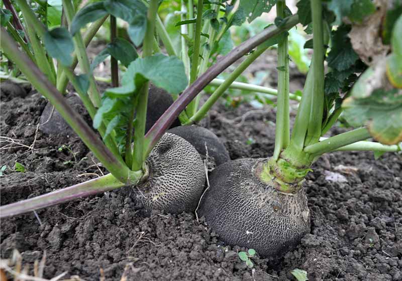 Radish is black winter | fall planting