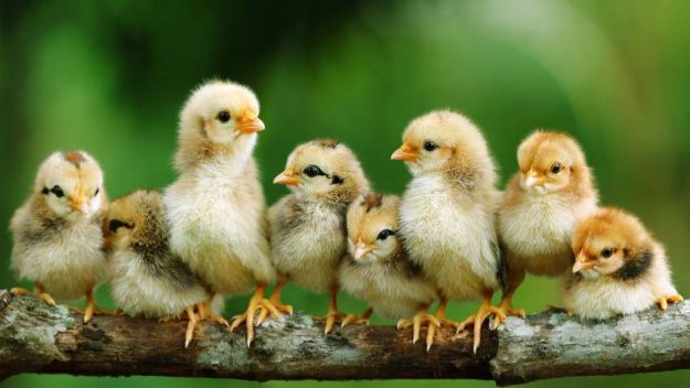 Raising Chickens To Breed | Raising Chickens In Your Homestead | The Ultimate Guide