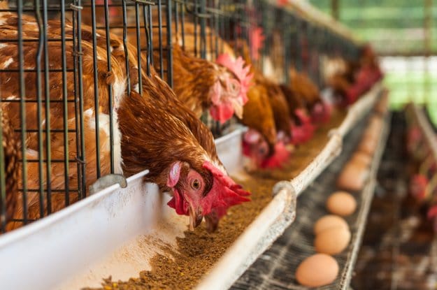 What Chicken Eat? | Raising Chickens In Your Homestead | The Ultimate Guide