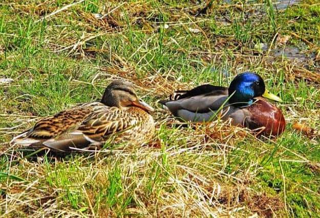 Ducks Are Low Maintenance | Raising Ducks for Your Homestead