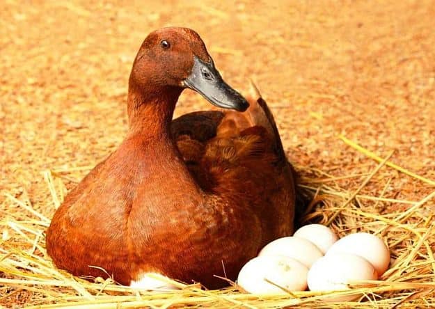 Ducks Produce Tastier and More Nutritious Eggs | Raising Ducks for Your Homestead