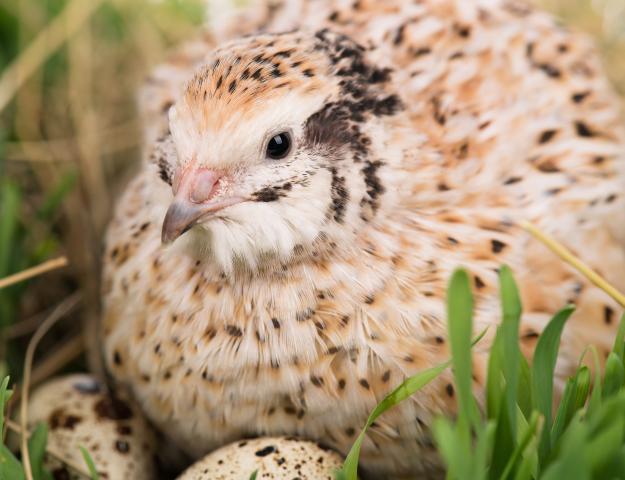 Quail | Ways to Make Money While Homesteading