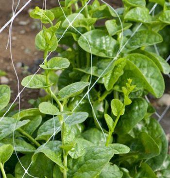 Raleigh, North Carolina Zone 7b | Determining Your Gardening Zone | Homesteading Guide