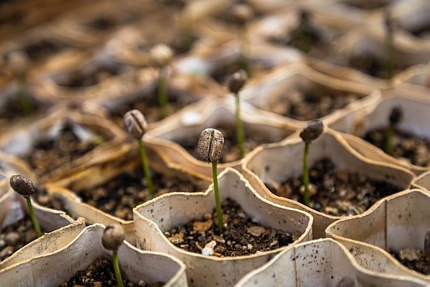 Germinate Seeds Using Recyclable Materials | Repurposed Materials | Transform And Recycle Common Household Items Germinate Seeds Using Recyclable Materials | Repurposed Materials | Transform And Recycle Common Household Items