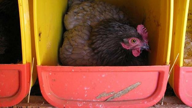 Chicken Nesting Boxes From Cat Litter Bins | Repurposed Materials | Transform And Recycle Common Household Items Chicken Nesting Boxes From Cat Litter Bins | Repurposed Materials | Transform And Recycle Common Household Items