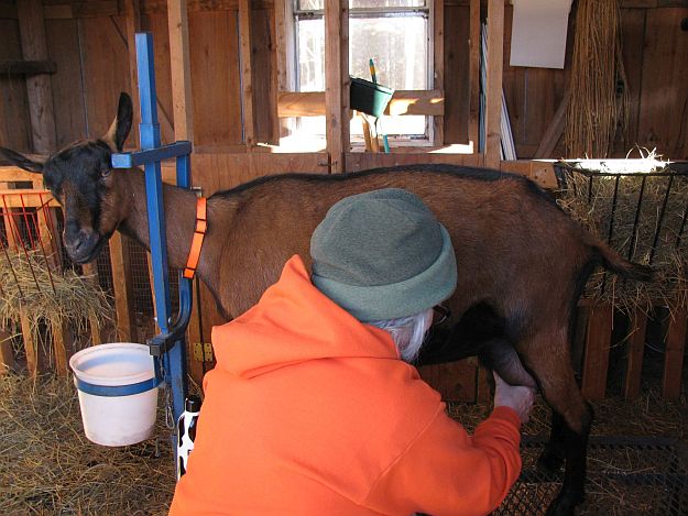 Resilient | You Know You're A Farm Girl When (continued) 5 Homesteading Characteristics Every Tried & True Homesteader Has