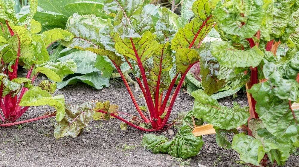 Rhubarb plant growing | The When And How Of Harvesting Rhubarb | Featured