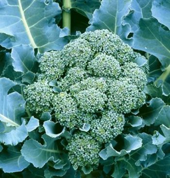 Salt Lake City, Utah - Zone 7a/7b | Determining Your Gardening Zone | Homesteading Guide