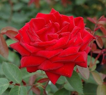 San Antonio, Texas Zone 8b/9a | Determining Your Gardening Zone | Homesteading Guide